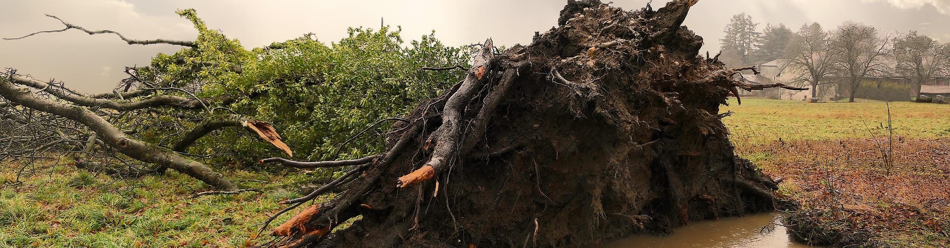 Entwurzelter Baum