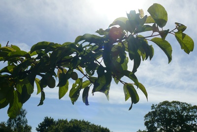 grüner Zweig vor blauem Himmel
