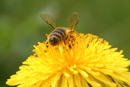 Honigbiene auf Löwenzahn