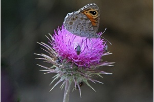 CD Schmetterling auf Blume