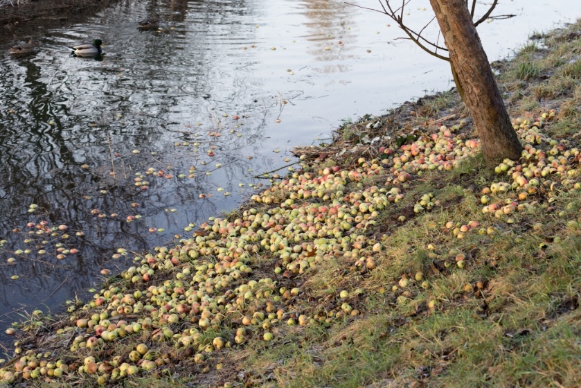 Reinhard Lankeit: Obst im Fluss. Flüsssiges Obst? - © Reinhard Lankeit Reinhard Lankeit: Obst im Fluss. Flüsssiges Obst?