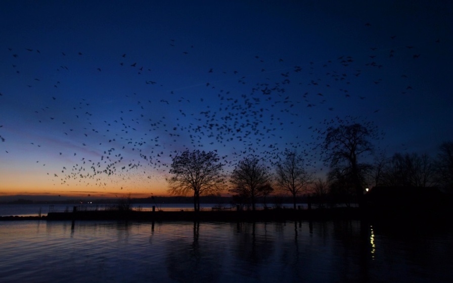Björn Glawe: Sehr erstaunt war ich am frühen Morgen, als mich der Krähenflug an der Südmole des Rycks überraschte. - © Björn Glawe Björn Glawe: Sehr erstaunt war ich am frühen Morgen, als mich der Krähenflug an der Südmole des Rycks überraschte.