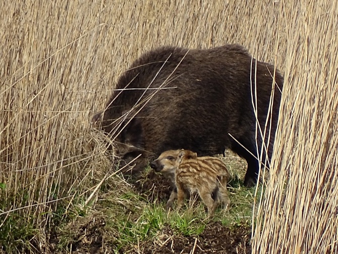 Wildschweine im Schilf, Foto Christine Dembski © Christine Dembski Wildschweine im Schilf