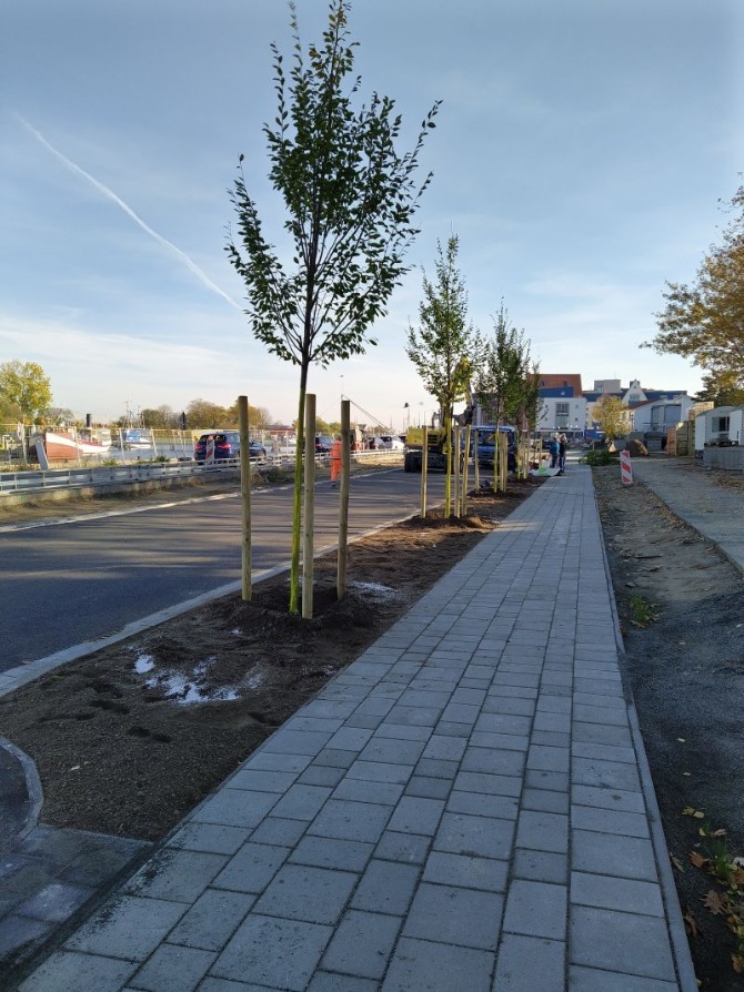 211028-Baumpflanzung Bild