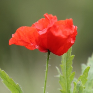 CD Mohnblüte