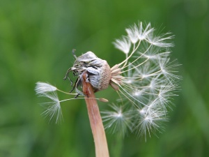 CD Pusteblume