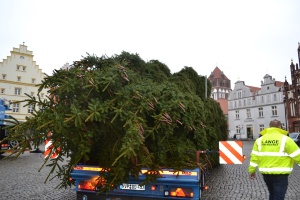 Weihnachtsfichte © Pressestelle Bild