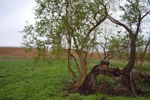 Alter Baum © Pressestelle Bild