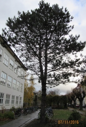 Baum Arndtschule, Foto Immobilienverwaltungsamt © Immobilienverwaltungsamt Bild