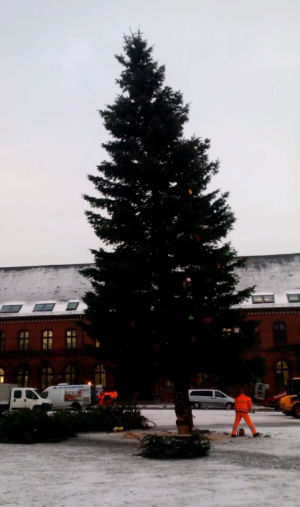 Baumfall © Foto Stadt Greifswald Die Halterung wird gelöst, der Baum fällt.