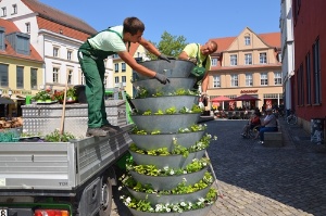 Blumenkaskaden werden von Fa. Gartenprofi Wuttig am Fischmarkt aufgestellt, Foto Pressestelle (19) © Pressestelle Blumenkaskaden werden von Firma Wuttig am Fischmarkt aufgestellt