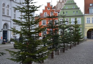 Entsorgung Tannenbäume © Pressestelle Tannenbäume vor dem Rathaus