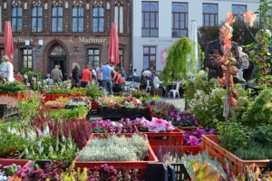 Erntedankmarkt in Greifswald, Foto Pressestelle (3) © Pressestelle Blumenstände beim Erntedankmarkt in Greifswald