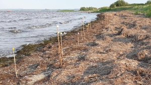 Fettklumpen am Strand von Ladebow © Nabu Nils Möllmann Bild