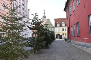 Weihnachtstannen vor dem Rathaus (3) © Pressestelle Weihnachtstannen vor dem Rathaus
