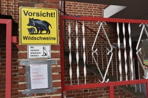 Wildschweine im Volksstadion, Foto Pressestelle (3) © Foto: Pressestelle Volksstadion wegen Wildschweingefahr gesperrt