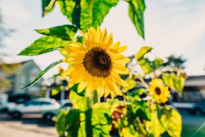 Sonnenblume in Greifswald © Wally Pruß Sonnenblume in Greifswald