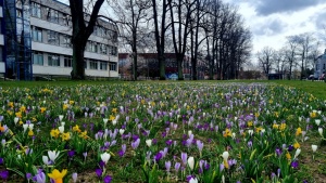 Frühblüher am Schießwall © Pressestelle Frühblüher am Schießwall