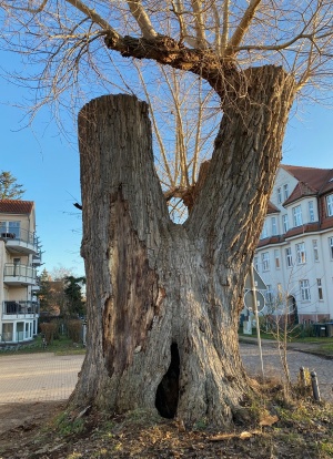Schwarzpappel Hans-Fallada-Straße, Foto Pressestelle © Pressestelle Rückseite der Schwarzpappel in der Hans-Fallada-Straße