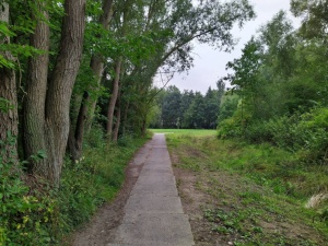 Stadtpark alter Betonweg, Foto Björn Treber © Björn Treber Alter Betonplattenweg im Stadtpark