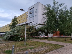 Umgestürzter Baum in der Rigaer Straße 21 © Tiefbau- und Grünflächenamt Umgestürzter Baum in der Rigaer Straße 21 in Folge des starken Unwetters am 25. Juli 2022