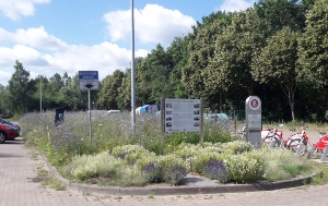 Blühfläche in Ladebow © Abteilung Umwelt- und Naturschutz Blick auf die Blühfläche in Ladebow mit einem Hinweisschild, die sich inmitten eines Parkplatzes befindet