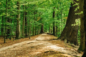 Elisenhain © Wally Pruß Spazierweg und Bäume im Greifswalder Elisenhain