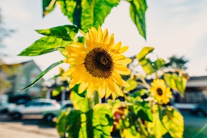 Natur(WallyPruss)_2_ganzes_Bild © Wally Pruß Sonnenblume im Vordergrund vor Haus
