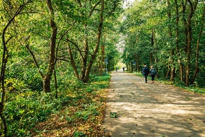 Pappelallee © Wally Pruß Fußgänger spazieren im Stadtpark entlang der Pappelallee in Greifswald
