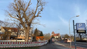 Schwarzpappel am Nexöplatz vor der Kappung © Pressestelle der Universitäts- und Hansestadt Greifswald Der Fallradius der Schwarzpappel am Nexöplatz wurde abgesperrt um die Kappung des kranken Baumes vornehmen zu können