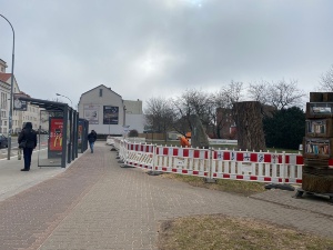 Torso der Schwarzpappel neben der Bushaltestelle und dem Bücherturm
