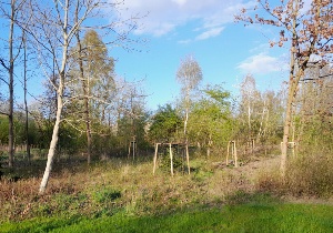 Waldfläche im Stadtpark mit neuen Setzlingen