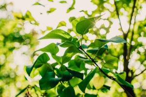 Natur(WallyPruss)_1_ganzes_Bild © Wally Pruß grüne Blätter an einem Ast