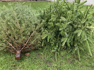 Weihnachtsbäume © Foto: Pressestelle UHGW Entsorgung der Weihnachtsbäume