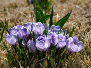 closeup-purple-crocuses-garden-sunlight (c) wirestock on Freepik © Wirestock auf Freepik Krokusse im Garten bei Sonnenlicht