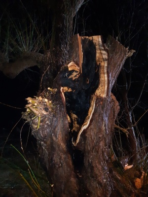 In Ladebow musste in der Silvesternacht ein brennender Baum gelöscht werden; Foto Feuerwehr Greifswald (3) © Feuerwehr Greifswald Abgebrannter Baum in Ladebow