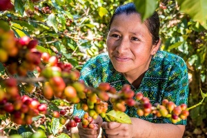Kaffeepflückerin aus Guatemala
