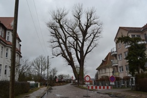 Schwarzpappel Falladastraße, Foto Pressestelle (1) © Pressestelle Bild