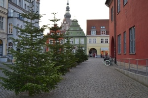 Weihnachtsbaumentsorgung © Pressestelle Bild