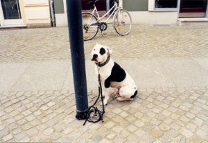 Hund © Pressestelle Ein Hund angebunden an einer Laterne